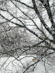 Snow February 17, 2013.