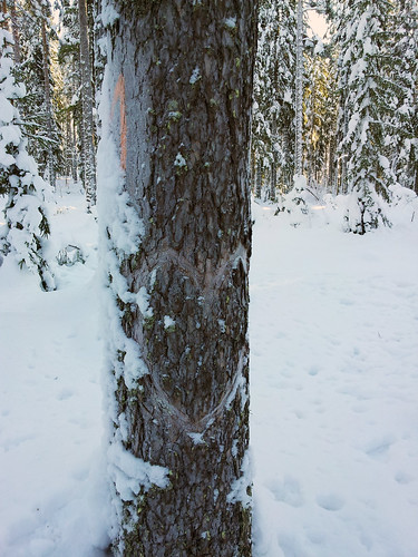 Winter 2012 - heart tree