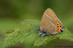 British butterflies
