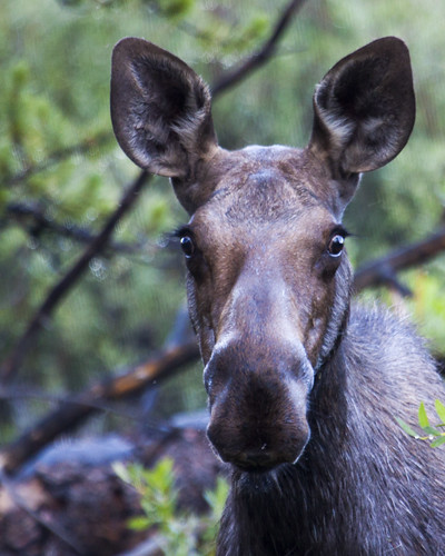 8x10 Uinta National Forest - Moose IMG_3121
