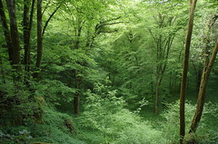 Forêt verte enchantée (Bucey-les-Gy)