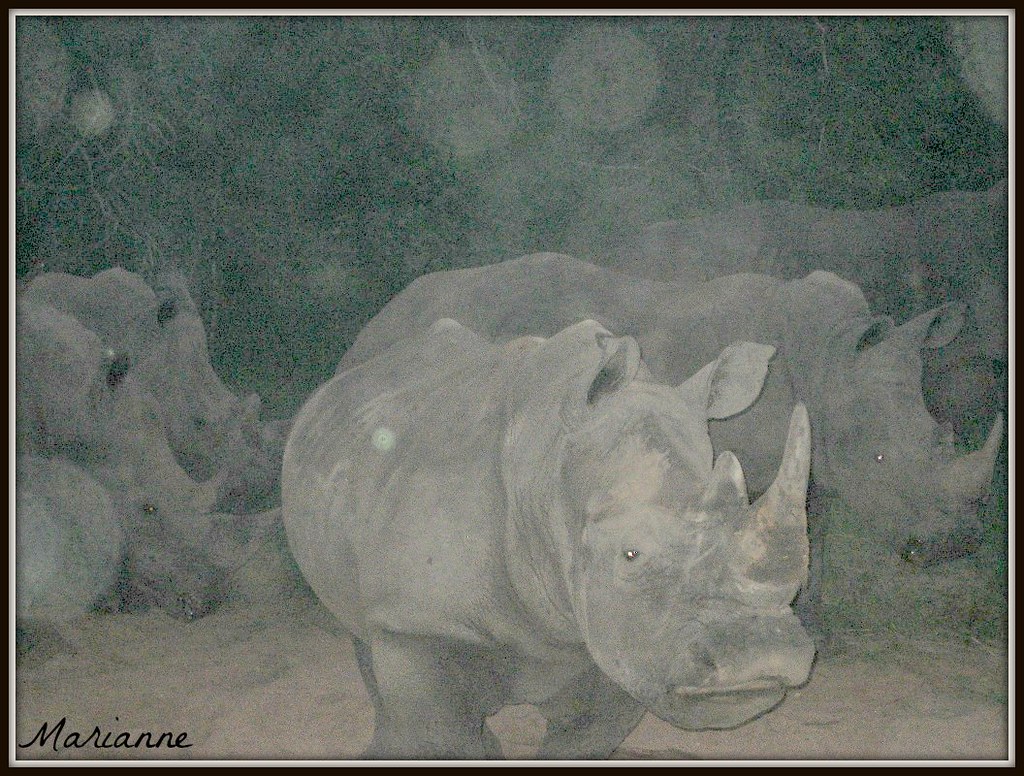 Fantasy Rhino