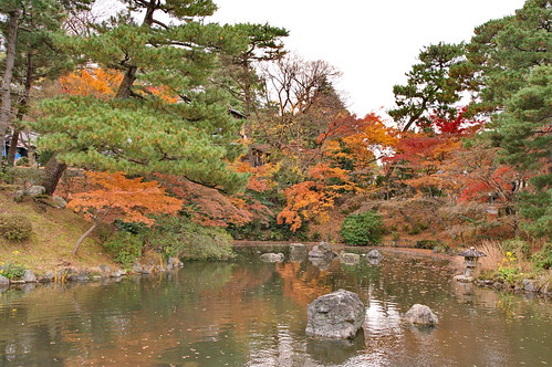 【写真】紅葉 : 円山公園