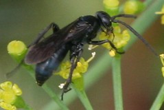 pollinator 077