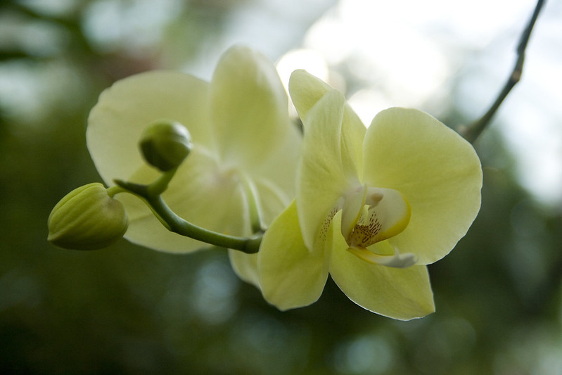 conservatory moth orchid