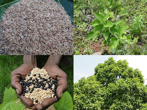 Validated Medicinal Rice Formulations for Diabetes and Cancer Complications and Revitalization of Pancreas (TH Group-134) from Pankaj Oudhia’s Medicinal Plant Database by Pankaj Oudhia