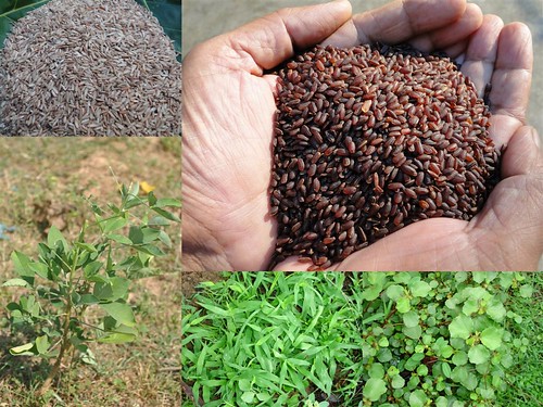 Validated Medicinal Rice Formulations for Diabetes (Madhumeha) and Cancer Complications and Revitalization of Pancreas (TH Group-140 special) from Pankaj Oudhia’s Medicinal Plant Database by Pankaj Oudhia