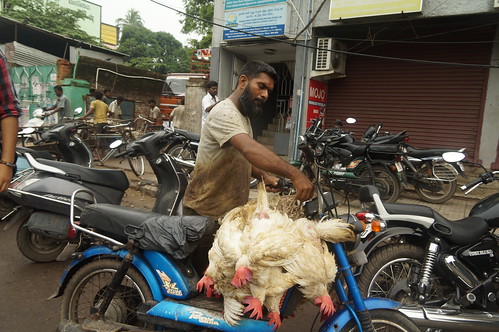 Chicken Transport