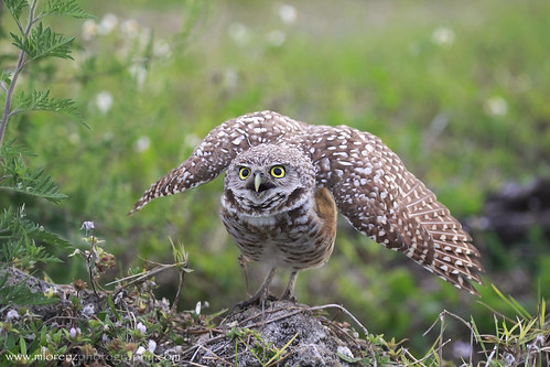 Defensive Owl by Megan Lorenz