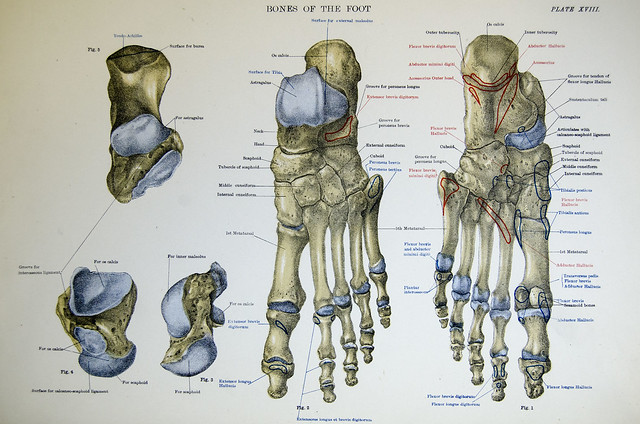bones of the foot | Colour lithograph of the bones of the fe… | Flickr