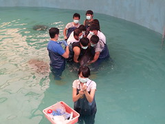 正在救援中的糙齒海豚-該該。（圖片來源：林務局提供）