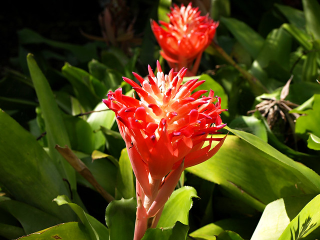 Exotic Flowers, Botanical Gardens, Puerto de la Cruz, Tenerife