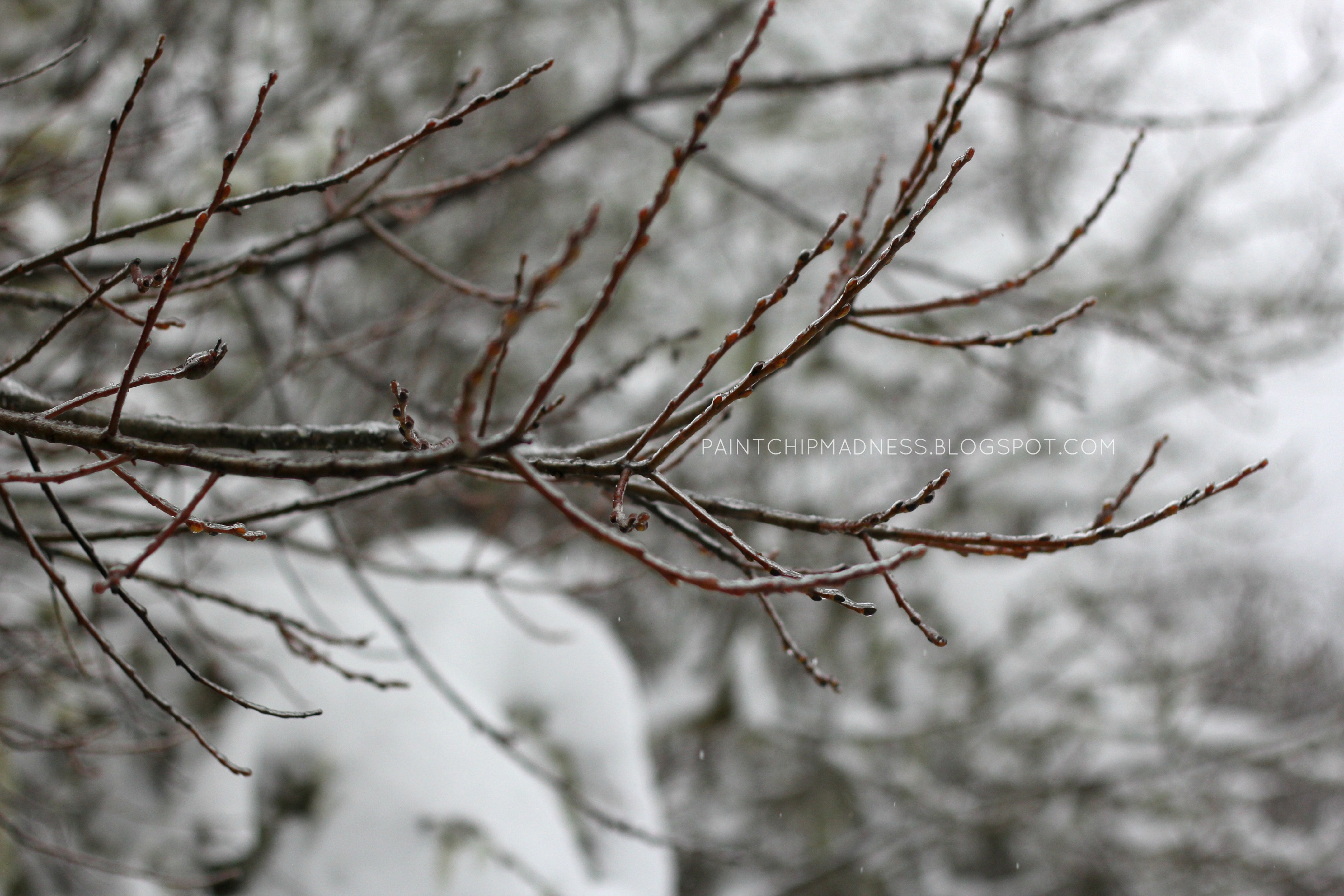 icybranches