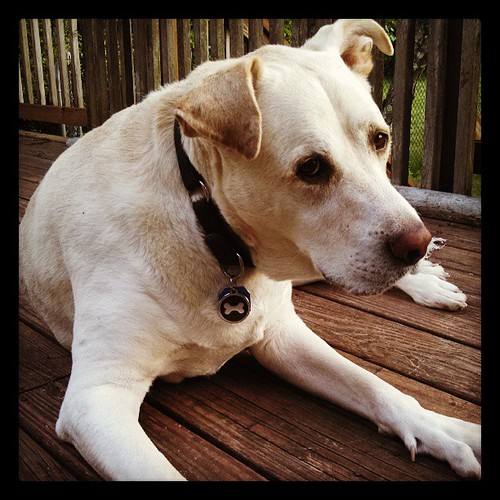 Zeus #bigdog #love #dogstagram #labmix #deck
