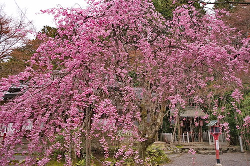【写真】桜 : 常照寺