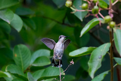 hummingbirds 2013