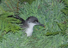 Procellariiformes - Albatrosses, Shearwaters, Petrels