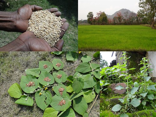 Medicinal Rice Formulations for Diabetes Complications, Heart and Liver Diseases (TH Group-68 special) from Pankaj Oudhia’s Medicinal Plant Database by Pankaj Oudhia
