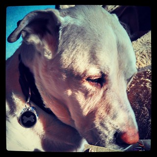 Sun spot! #dogstagram #ilovemydogs #bigdog #labmix