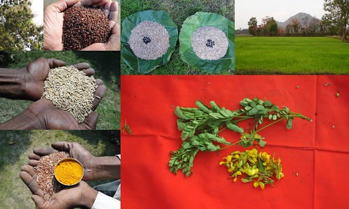 Validated and Potential Medicinal Rice Formulations for High Blood Pressure (हायपरटेंशन) with Diabetes mellitus Type 2 (मधुमेह) Complications (TH Group-390 special) from Pankaj Oudhia’s Medicinal Plant Database by Pankaj Oudhia