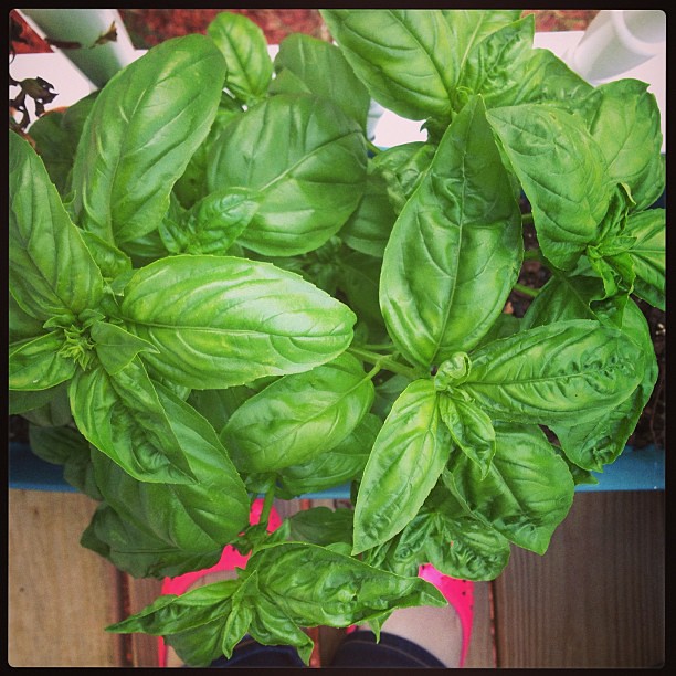 So so happy with my basil! Pesto this weekend! #containergarden #yum