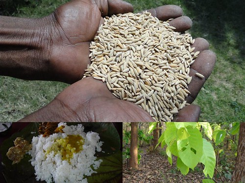 Medicinal Rice Formulations for Diabetes Complications and Heart Diseases (TH Group-51) from Pankaj Oudhia’s Medicinal Plant Database by Pankaj Oudhia