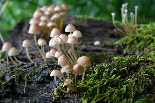 Little mushroom land