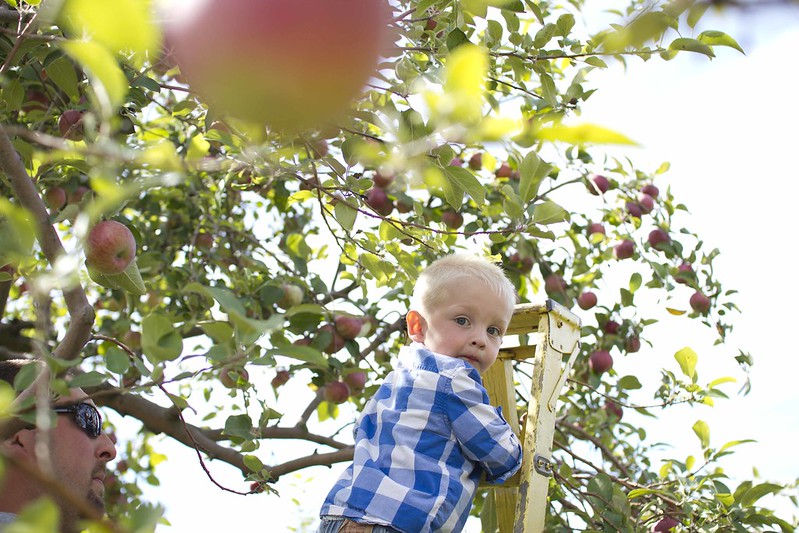 apple picking_17