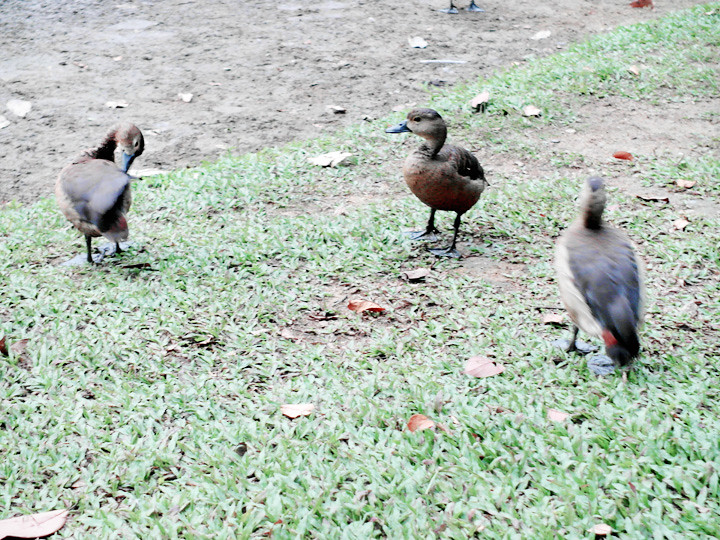 ugly ducklings at botanic gardens