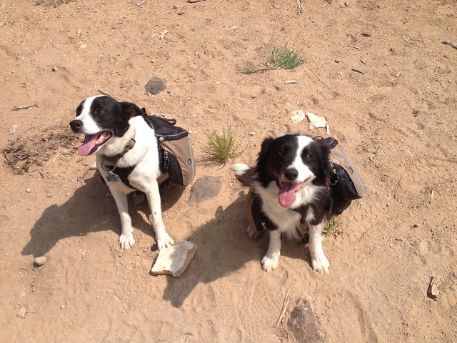 Doggies on Boulder Mail trail