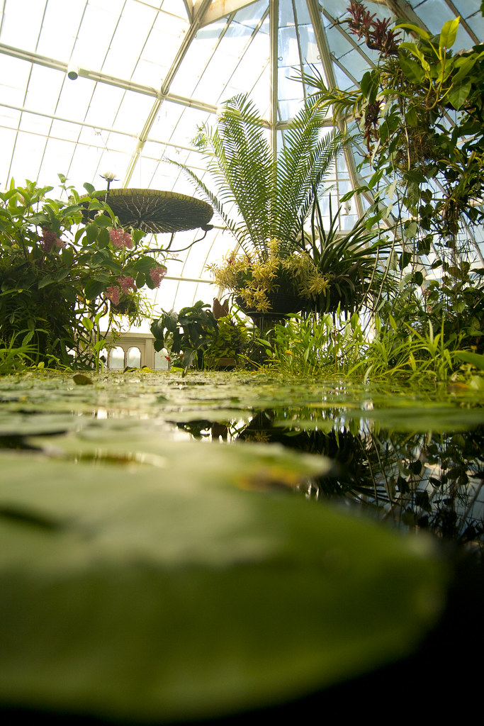 Conservatory waterlily wide