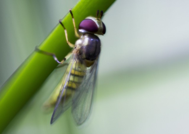 Bee Mimic Hoverfly