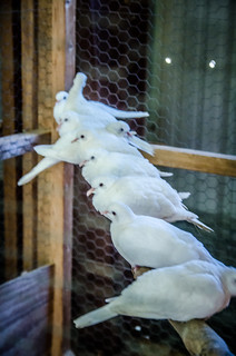 Doves in a Row