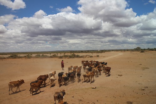 肯亞Nairobi National Park 和 Amboseli National Park兩個國家公園之間是野生動物的遷徙路徑，同時人類也在此放牧及農耕