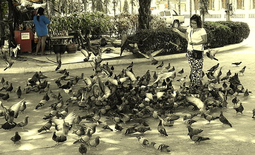 Thai temple pigeons