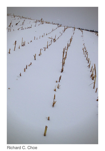 Field of Snow1 (2014, 3.4) by rchoephoto