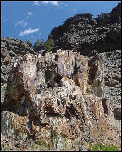 A fossilized tree stump on the Gallatin National Forest. The stump is part of a huge forest that was buried in a volcanic eruption 50 million years ago. (U.S. Forest Service photo)