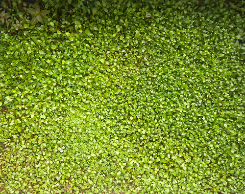 グロッソスティグマ水上葉