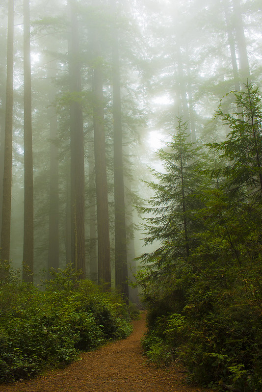 Redwood National Park (2 of 5)