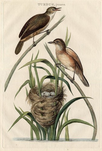 Nederlandsche Vogels 1789