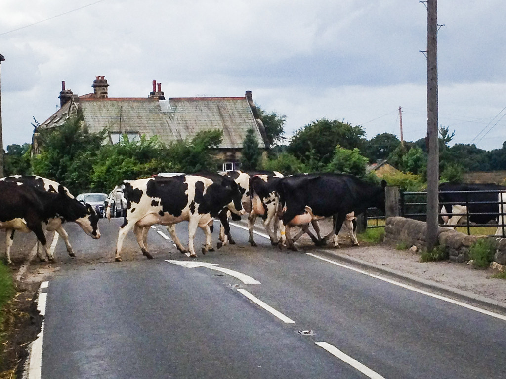 Cows crossing road