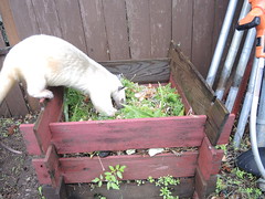 Checking the compost