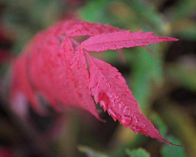 Red, Sumac, Autumn, Fall, Color, Fall, Leaf, Leaves, Drops