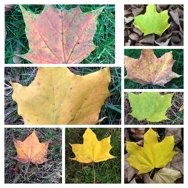 New England Leaf Collage