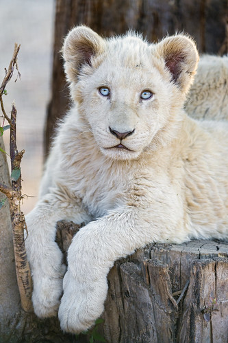 Adorable posing white lion cub by Tambako the Jaguar