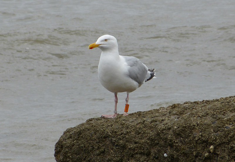 P1040821 - Ringed Herring Gull, Mumbles