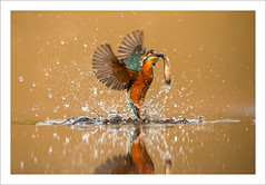 The Fisher King - Kingfisher