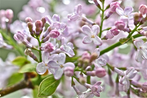 Lilacs After it Rained