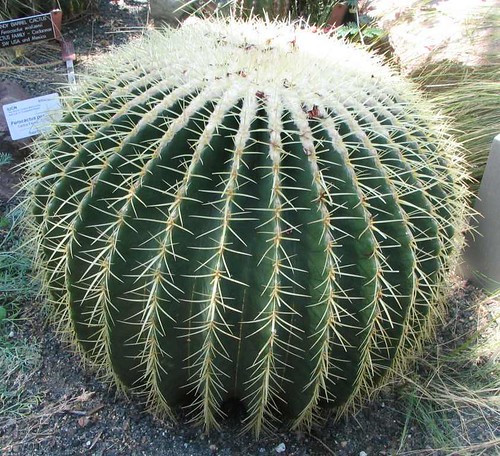 golden_barrel_cactus