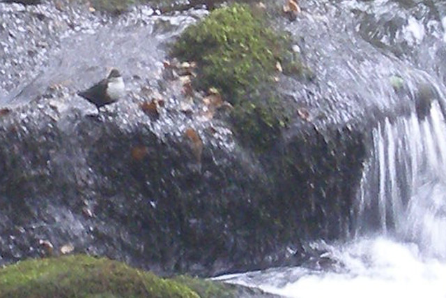 Dipper on the River Plym